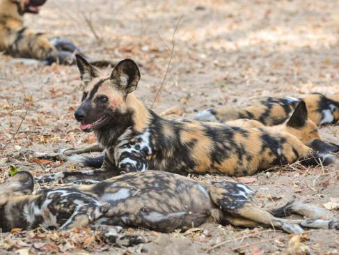 A Découvrir en Tanzanie - La Réserve de Selous