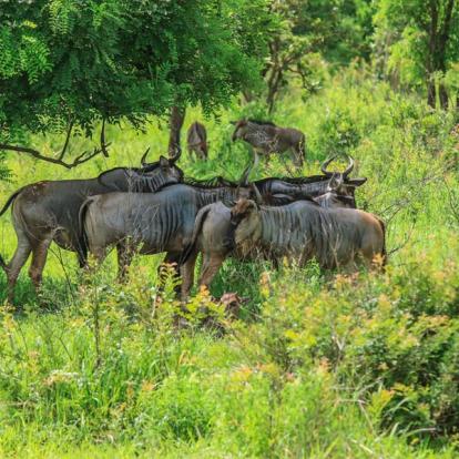 A Découvrir en Tanzanie - Le Parc National de Mikumi