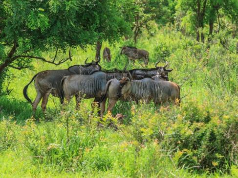 A Découvrir en Tanzanie - Le Parc National de Mikumi