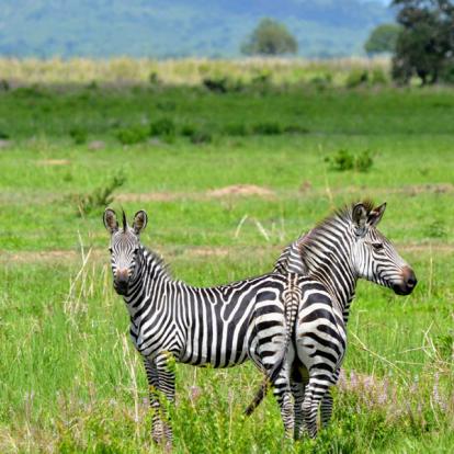 A Découvrir en Tanzanie - Le Parc National de Mikumi
