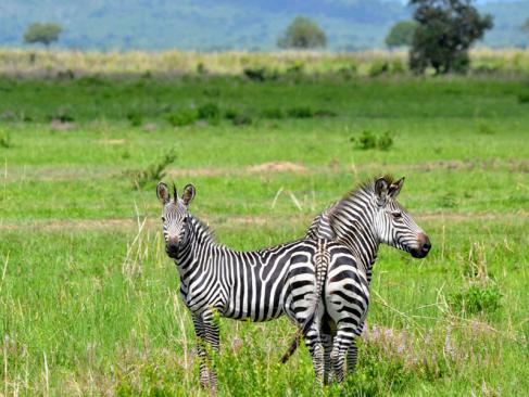 A Découvrir en Tanzanie - Le Parc National de Mikumi