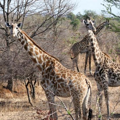 A Découvrir en Tanzanie - Le Parc National de Mikumi