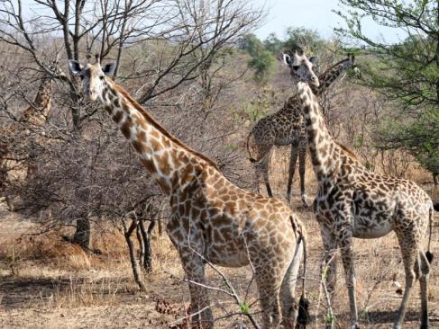 A Découvrir en Tanzanie - Le Parc National de Mikumi