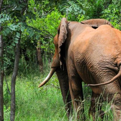 A Découvrir en Tanzanie - Le Parc National de Mikumi