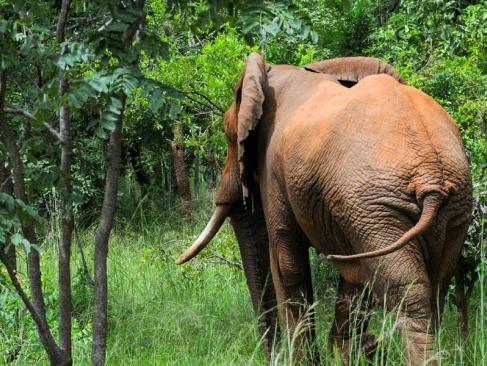 A Découvrir en Tanzanie - Le Parc National de Mikumi