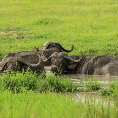 A Découvrir en Tanzanie - Le Parc National de Mikumi