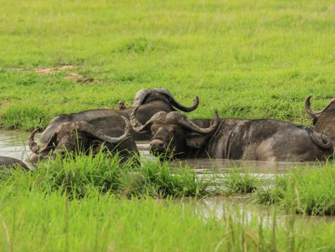 A Découvrir en Tanzanie - Le Parc National de Mikumi