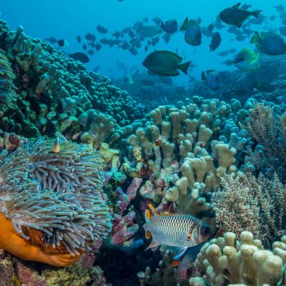 A Découvrir en Tanzanie - Pemba