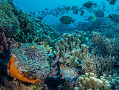 A Découvrir en Tanzanie - Pemba