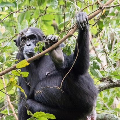 Parc National Des Monts Mahale A Découvrir en Tanzanie - Parc National des monts Mahale