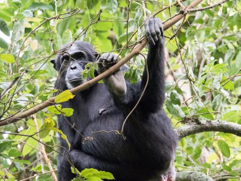 Parc National Des Monts Mahale A Découvrir en Tanzanie - Parc National des monts Mahale