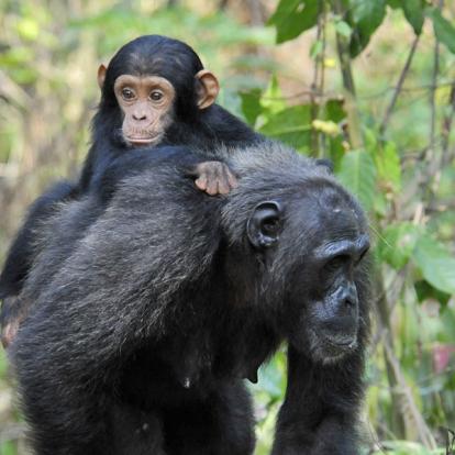 A Découvrir en Tanzanie - Parc National des monts Mahale