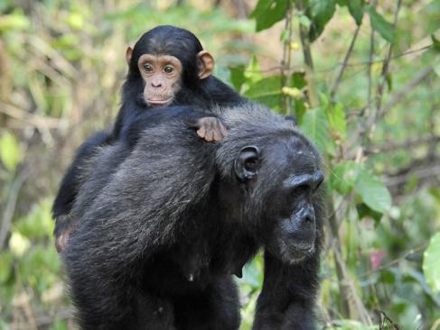 Parc National Des Monts Mahale A Découvrir en Tanzanie - Parc National des monts Mahale