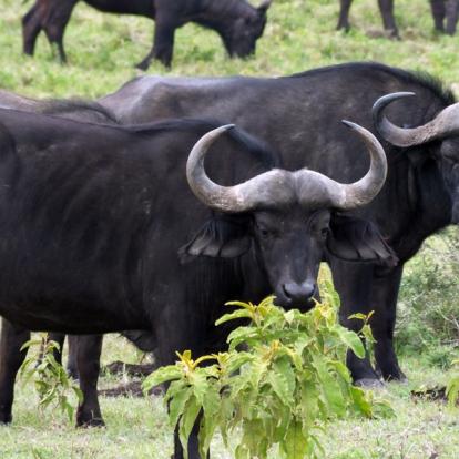 Réserve D'Arusha A Découvrir en Tanzanie - La Réserve d'Arusha