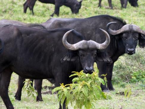 Réserve D'Arusha A Découvrir en Tanzanie - La Réserve d'Arusha