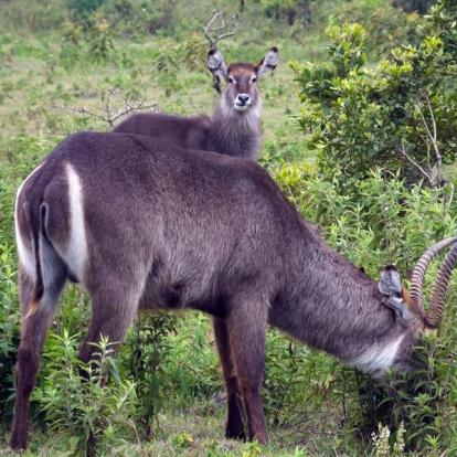 Réserve D'Arusha - Waterbuck Commun A Découvrir en Tanzanie - La Réserve d'Arusha