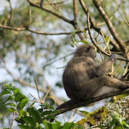 Réserve D'Arusha - Babouin Doguera A Découvrir en Tanzanie - La Réserve d'Arusha