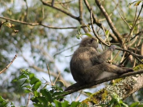 Réserve D'Arusha - Babouin Doguera A Découvrir en Tanzanie - La Réserve d'Arusha