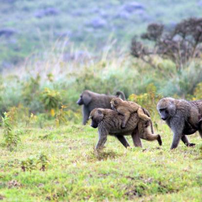 Réserve D'Arusha - Babouin Doguera A Découvrir en Tanzanie - La Réserve d'Arusha
