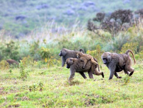 Réserve D'Arusha - Babouin Doguera A Découvrir en Tanzanie - La Réserve d'Arusha