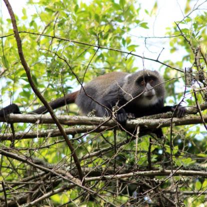 Réserve D'Arusha - Cercopithèque à Diadème A Découvrir en Tanzanie - La Réserve d'Arusha