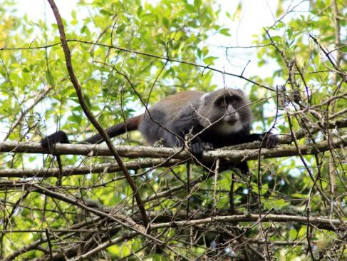 Réserve D'Arusha - Cercopithèque à Diadème A Découvrir en Tanzanie - La Réserve d'Arusha