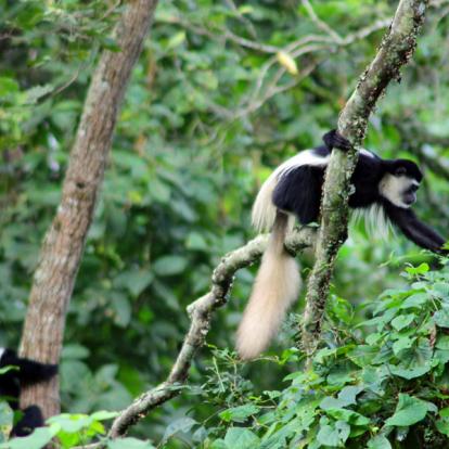 Réserve D'Arusha - Colbe Guereza A Découvrir en Tanzanie - La Réserve d'Arusha