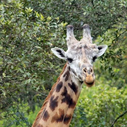 Réserve D'Arusha A Découvrir en Tanzanie - La Réserve d'Arusha