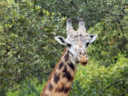 Réserve D'Arusha A Découvrir en Tanzanie - La Réserve d'Arusha