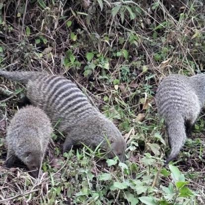 Réserve D'Arusha - Mangouste à Bandes A Découvrir en Tanzanie - La Réserve d'Arusha