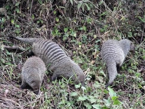 Réserve D'Arusha - Mangouste à Bandes A Découvrir en Tanzanie - La Réserve d'Arusha