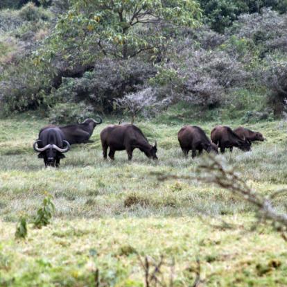 Réserve D'Arusha - Buffle D'Afrique A Découvrir en Tanzanie - La Réserve d'Arusha