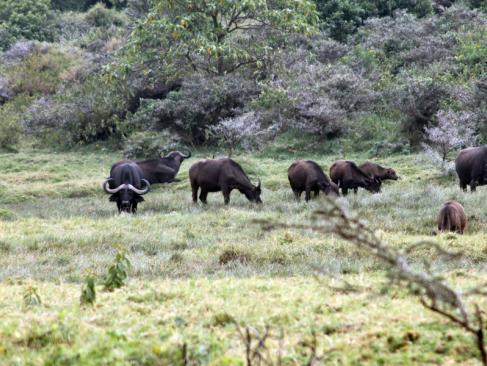 Réserve D'Arusha - Buffle D'Afrique A Découvrir en Tanzanie - La Réserve d'Arusha