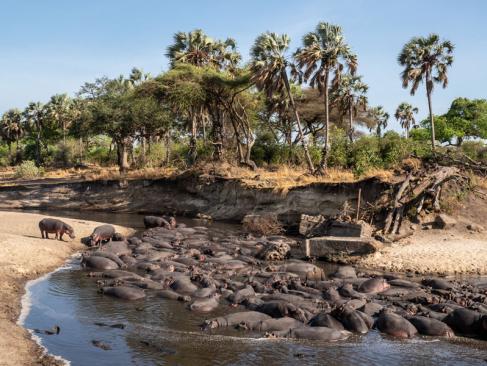 A Découvrir en Tanzanie - Le Parc National de Katavi