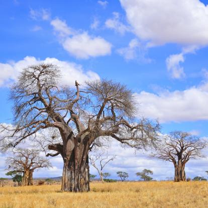 A Découvrir en Tanzanie - Parc National de Tarangire