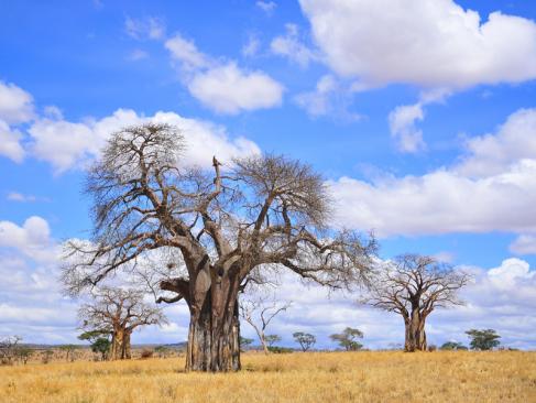 A Découvrir en Tanzanie - Parc National de Tarangire