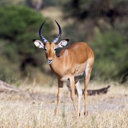 A Découvrir en Tanzanie - Parc National de Tarangire