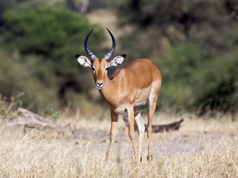 A Découvrir en Tanzanie - Parc National de Tarangire