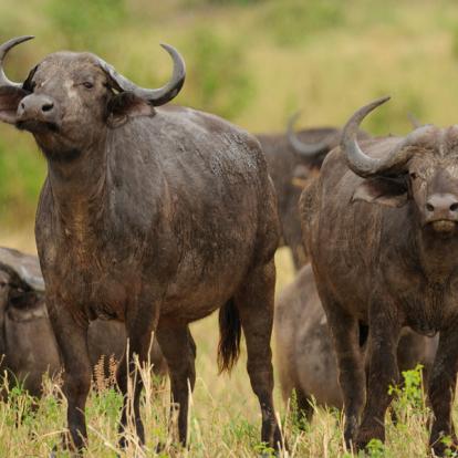 A Découvrir en Tanzanie - Parc National de Tarangire