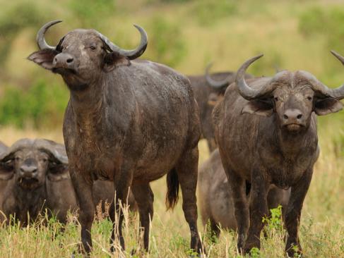 A Découvrir en Tanzanie - Parc National de Tarangire