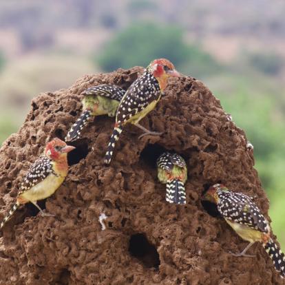A Découvrir en Tanzanie - Parc National de Tarangire