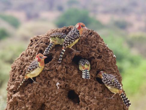A Découvrir en Tanzanie - Parc National de Tarangire
