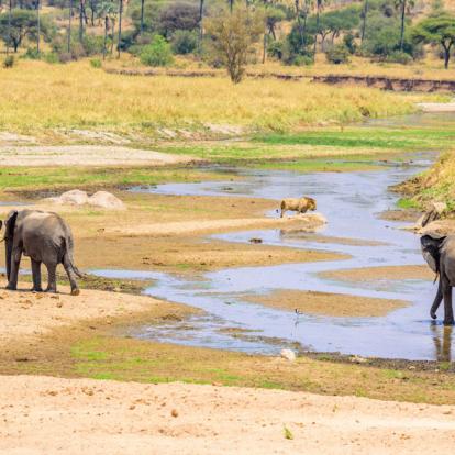 A Découvrir en Tanzanie - Parc National de Tarangire