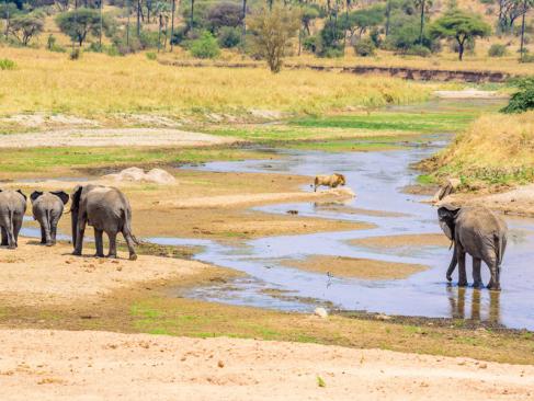 A Découvrir en Tanzanie - Parc National de Tarangire