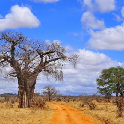 A Découvrir en Tanzanie - Parc National de Tarangire