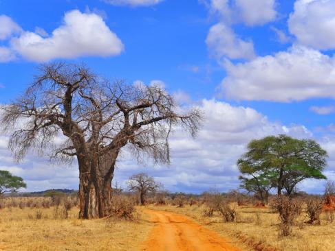 A Découvrir en Tanzanie - Parc National de Tarangire
