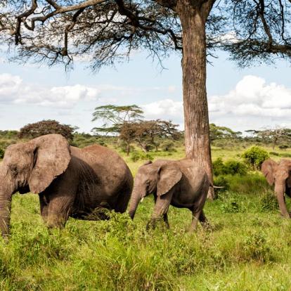 A Découvrir en Tanzanie - Le Parc National du Serengeti