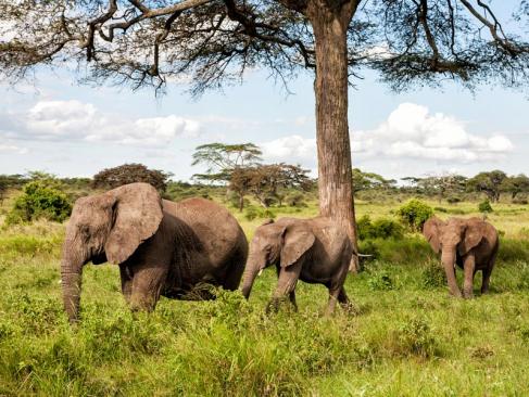 A Découvrir en Tanzanie - Le Parc National du Serengeti