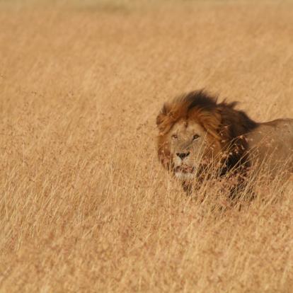 A Découvrir en Tanzanie - Le Parc National du Serengeti