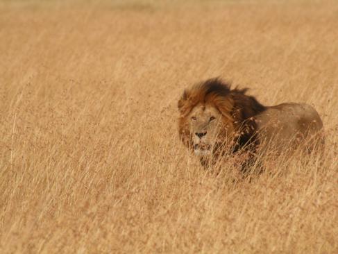 A Découvrir en Tanzanie - Le Parc National du Serengeti